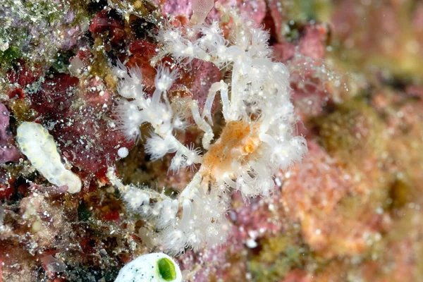 Uma Imagem Caranguejo Aranha Bem Camuflado — Fotografia de Stock