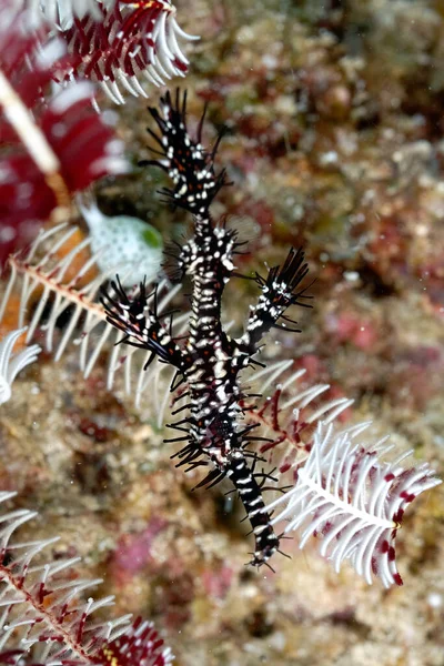 Ghost Pipe Fish Example Camouflage — Stock Photo, Image