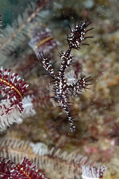 Peixe Fantasma Exemplo Camuflagem — Fotografia de Stock