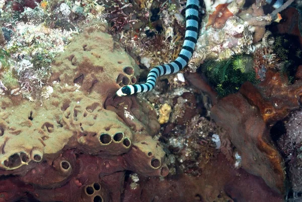 Mercan resifinde bir deniz yılanı resmi.