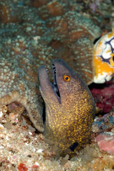 Scary Yellow Edged Moray Coming Out Its Lair — Photo