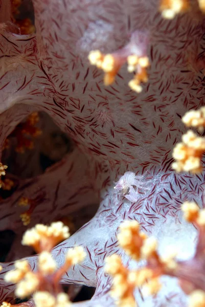 Picture Beautiful Porcelain Crab Defending Its Lair — Stock Photo, Image