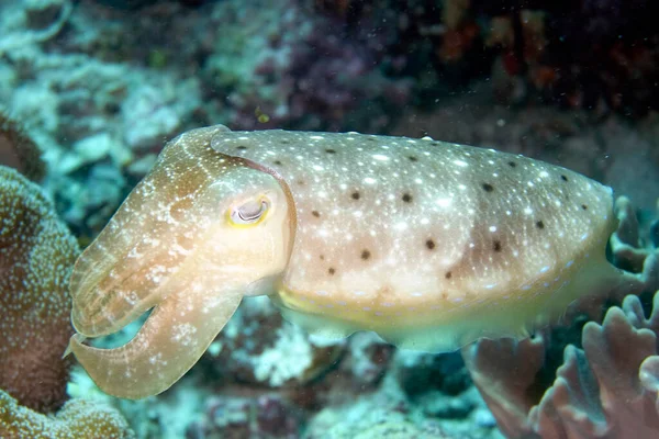 Picture Beautiful Cuttlefish — Photo