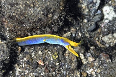 Güzel bir mavi kurdele yılan balığı ininden çıkıyor.