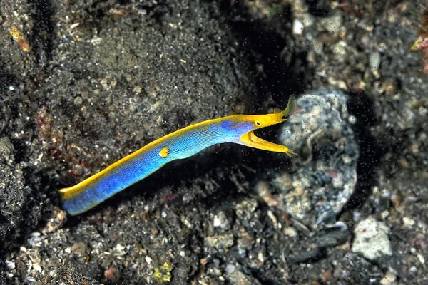 Beautiful Blue Ribbon Eel Coming Out Its Lair — Stock Photo, Image