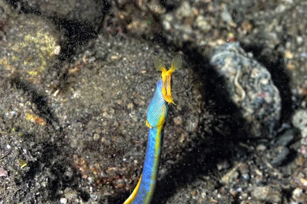 Una Hermosa Anguila Azul Saliendo Guarida —  Fotos de Stock