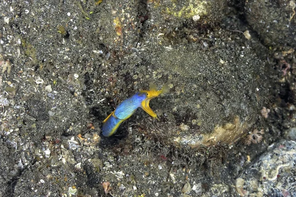 Una Bella Anguilla Nastro Blu Che Esce Dal Suo Covo — Foto Stock