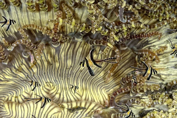 Uma Imagem Belo Peixe Cardeal — Fotografia de Stock