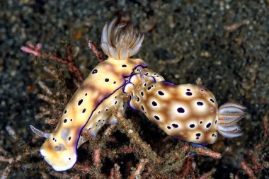 Renkli ve güzel dalların bir resmi.