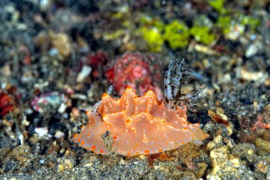 Renkli ve güzel dalların bir resmi.