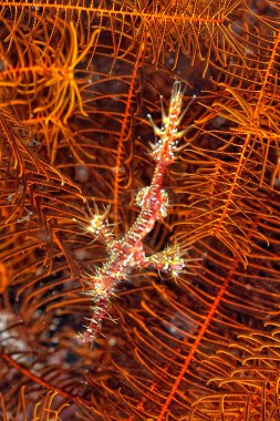 Hayalet boru balığı ve kamuflaj örneği.