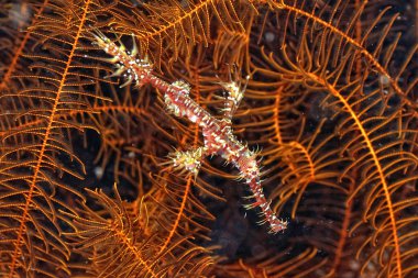 Hayalet boru balığı ve kamuflaj örneği.