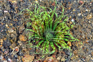 Altta renkli bir deniz şakayığı resmi var.