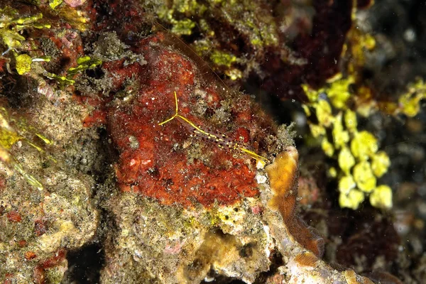 Una Foto Limpiador Flechas Camarones —  Fotos de Stock