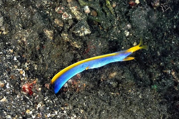 Een Prachtige Blauwe Lintpaling Die Uit Zijn Hol Komt — Stockfoto