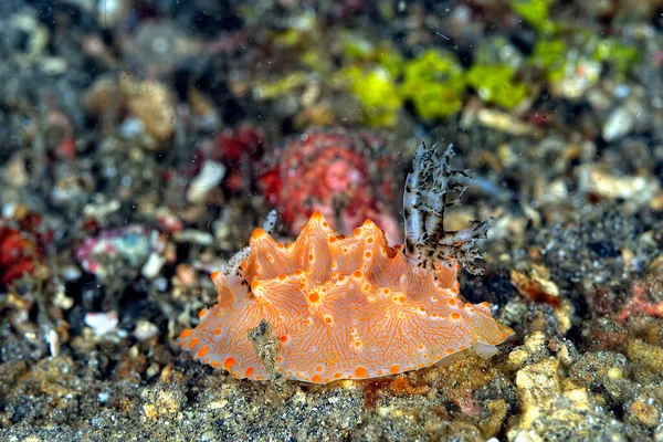 Una Foto Algunas Hermosas Coloridas Nudibranquias — Foto de Stock