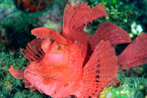 Bild Giftig Skorpionfisk Som Vilar Botten — Stockfoto