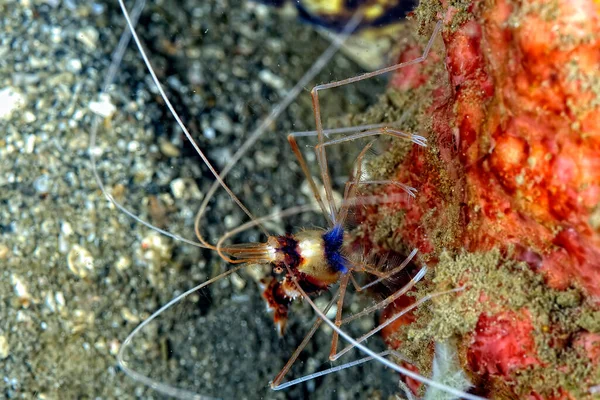 Uma Imagem Belo Camarão Coral Listrado — Fotografia de Stock