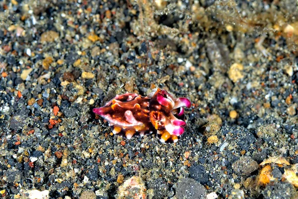 Picture Beautiful Flamboyant Cuttlefish — Stock Photo, Image