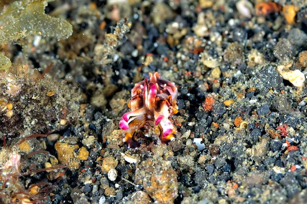 Picture Beautiful Flamboyant Cuttlefish — Stock Photo, Image