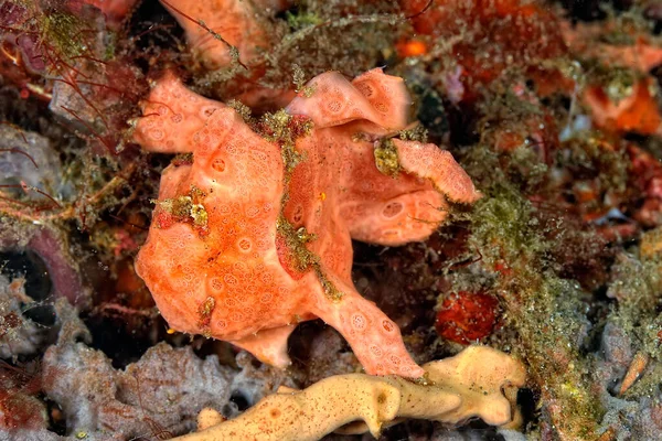 Ein Bild Eines Farbigen Froschfisches Auf Dem Boden — Stockfoto