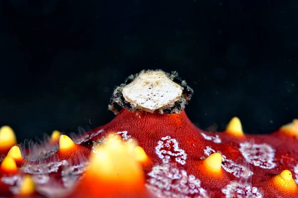 A picture of a tiny sea cucumber crab on a starfish