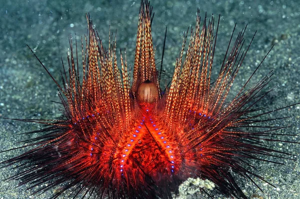 A picture of a beautiful colorful radiant sea urchin