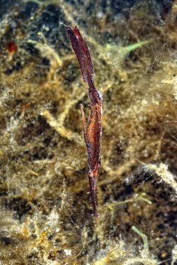 Hayalet boru balığı ve kamuflaj örneği.