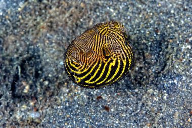 Altında güzel bir kirpi balığı resmi var.