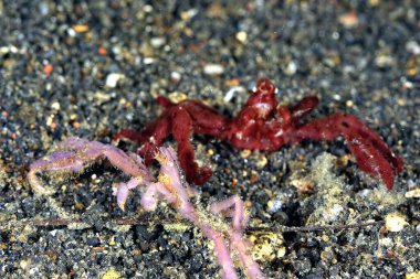 Kıllı bir orangutang yengecinin resmi.