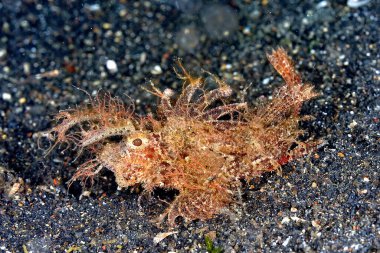 Altta yatan zehirli bir akrep balığının resmi.