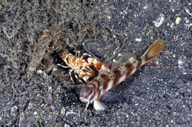 Geniş bantlı bir karides goby 'nin kumdaki resmi.