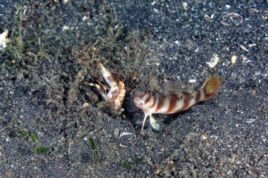 Geniş bantlı bir karides goby 'nin kumdaki resmi.