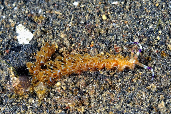 Uma Imagem Alguns Nudibranches Bonitos Coloridos — Fotografia de Stock