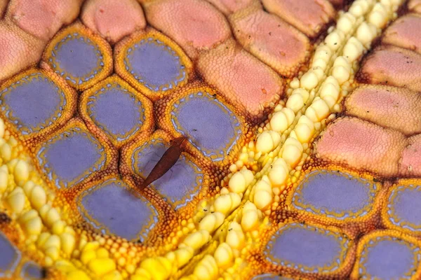 Una Foto Una Hermosa Estrella Mar Camarones — Foto de Stock