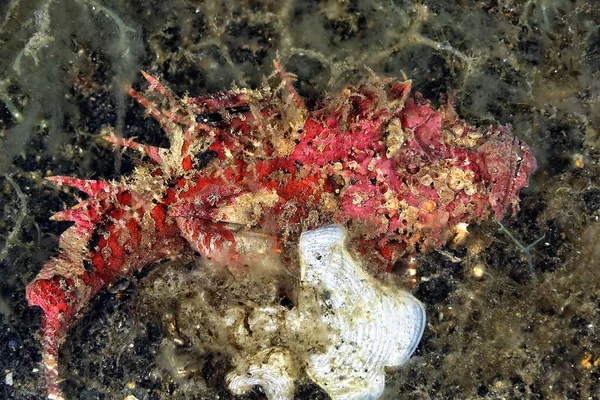 Das Bild Eines Giftigen Skorpionfisches Der Auf Dem Boden Ruht — Stockfoto