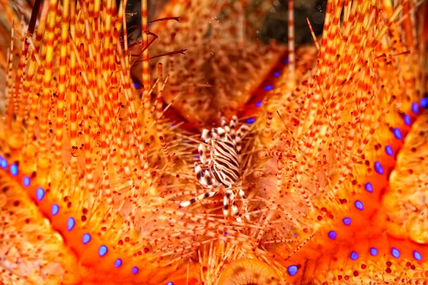 A picture of a beautiful adams\' urchin crab in a sea urchin