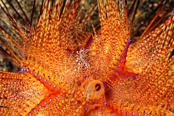 A picture of a beautiful adams\' urchin crab in a sea urchin