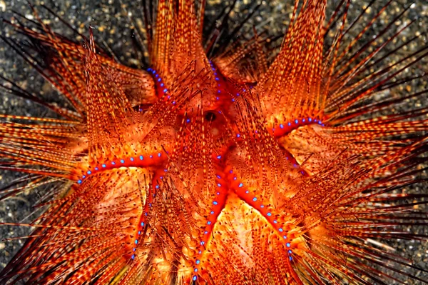 A picture of a beautiful colorful radiant sea urchin