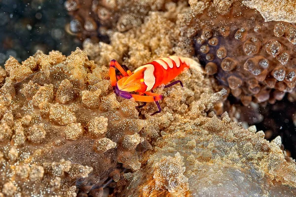 Uma Imagem Belo Camarão Imperador — Fotografia de Stock