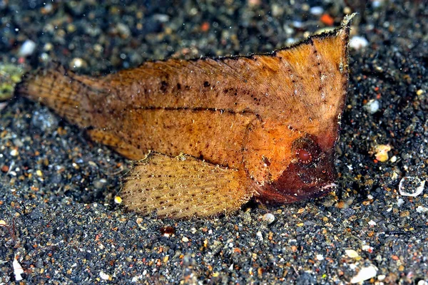 Ein Bild Eines Schönen Blattfisches Auf Dem Boden — Stockfoto