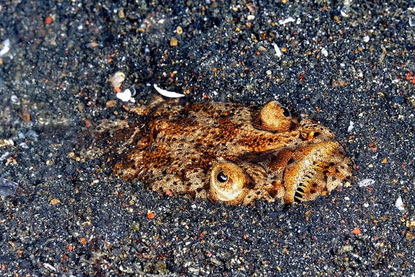 Picture Scary Stargazer Hidden Sand — Stock Photo, Image