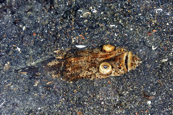 Picture Scary Stargazer Hidden Sand — Stock Photo, Image