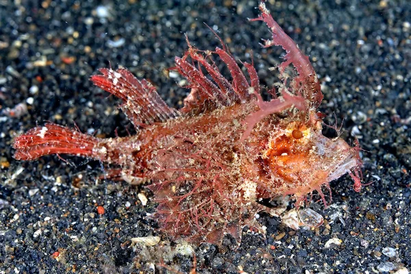 Picture Poisonous Scorpionfish Resting Bottom — Stock Photo, Image