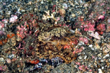 Güzel bir hindistan cevizi ahtapotunun resmi.