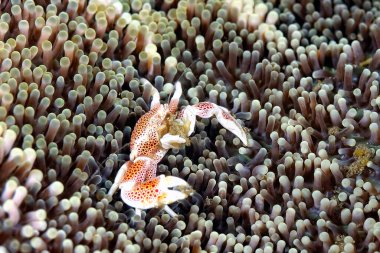 İnini koruyan güzel bir porselen yengeç resmi.