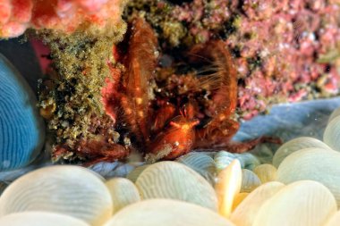 Kıllı bir orangutang yengecinin resmi.