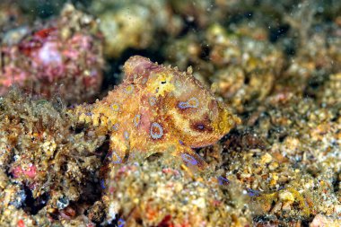 Güzel ve tehlikeli bir mavi yüzük ahtapotunun resmi.