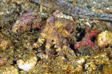 Güzel ve tehlikeli bir mavi yüzük ahtapotunun resmi.