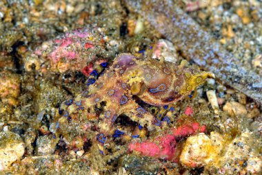 Güzel ve tehlikeli bir mavi yüzük ahtapotunun resmi.